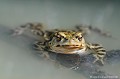 <br><br>Nom anglais : Common toad
<br>La coloration du Crapaud commun peut avoir les couleurs de camouflage des tenues militaires.
<br><br>Photo réalisée en France, dans l'Allier (Auvergne)
<br><br> Crapaud commun
Bufo bufo
Common toad
Auvergne
Allier
coloration
camouflage 